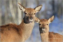 <p>JELEN LESNÍ (Cervus elaphus) obora /Red deer - Rothirsch/</p>